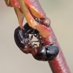 Ditropidus sp. (genus) (Leaf beetle) at Dunlop, ACT - 30 Oct 2019 by CathB