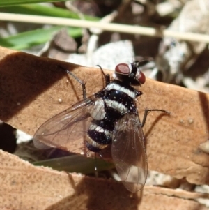 Trigonospila sp. (genus) at Cook, ACT - 27 Oct 2019