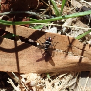 Trigonospila sp. (genus) at Cook, ACT - 27 Oct 2019 10:18 AM