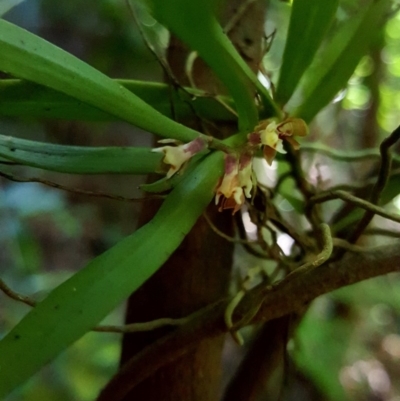 Plectorrhiza tridentata (Tangle Orchid) at Morton National Park - 27 Oct 2019 by AliciaKaylock