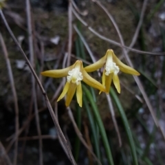 Dockrillia striolata (Streaked Rock Orchid) at Bundanoon - 27 Oct 2019 by AliciaKaylock