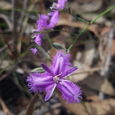 Thysanotus juncifolius (Branching Fringe Lily) at Wingecarribee Local Government Area - 28 Oct 2019 by AliciaKaylock