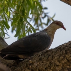 Columba leucomela (White-headed Pigeon) at Jerrabomberra Wetlands - 1 Nov 2019 by rawshorty