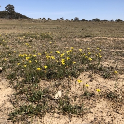 Goodenia pinnatifida (Scrambled Eggs) at Sutton, ACT - 31 Oct 2019 by JasonC