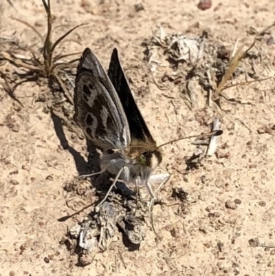 Synemon plana (Golden Sun Moth) at Jerrabomberra, NSW - 1 Nov 2019 by JasonC