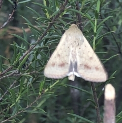 Helicoverpa punctigera (Native Budworm) at Aranda, ACT - 1 Nov 2019 by Jubeyjubes