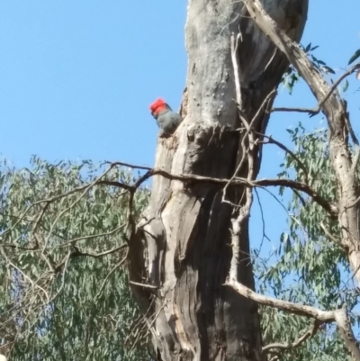 Callocephalon fimbriatum (Gang-gang Cockatoo) at Red Hill, ACT - 1 Nov 2019 by Henja