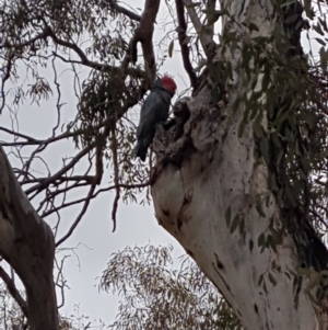 Callocephalon fimbriatum at Hackett, ACT - suppressed