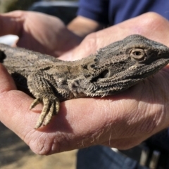 Pogona barbata (Eastern Bearded Dragon) at Michelago, NSW - 30 Sep 2019 by Illilanga