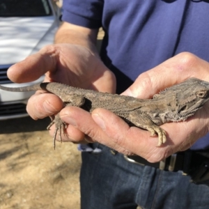 Pogona barbata at Illilanga & Baroona - suppressed