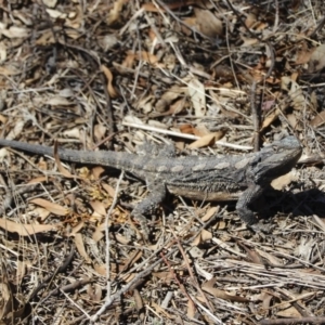 Pogona barbata at Illilanga & Baroona - 18 Oct 2019