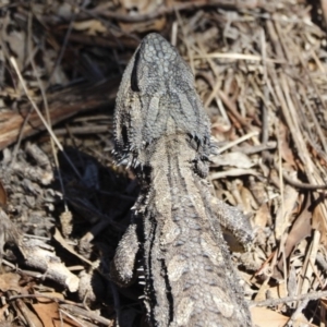 Pogona barbata at Illilanga & Baroona - suppressed