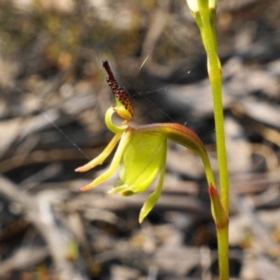 Caleana minor (Small Duck Orchid) at Aranda, ACT - 1 Nov 2019 by shoko