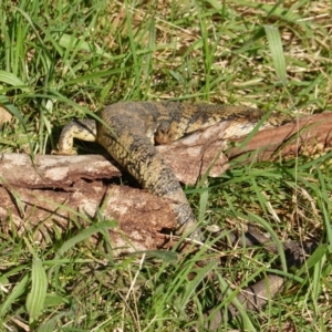 Tiliqua scincoides scincoides at Deakin, ACT - 1 Nov 2019