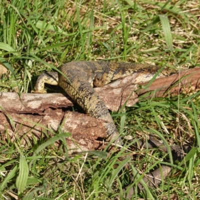 Tiliqua scincoides scincoides (Eastern Blue-tongue) at Deakin, ACT - 1 Nov 2019 by JackyF