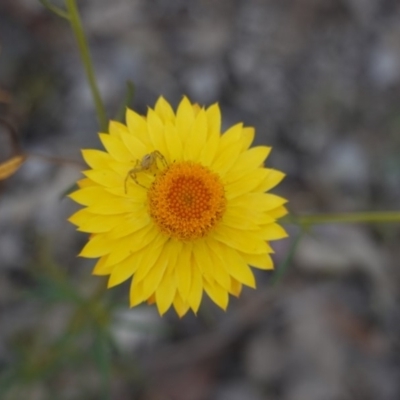 Xerochrysum viscosum (Sticky Everlasting) at Deakin, ACT - 1 Nov 2019 by JackyF