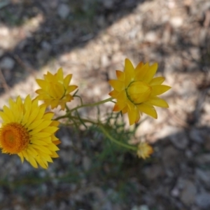 Xerochrysum viscosum at Deakin, ACT - 1 Nov 2019