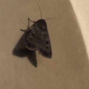 Agrotis infusa at Aranda, ACT - 1 Nov 2019