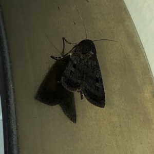 Agrotis infusa at Aranda, ACT - 1 Nov 2019 08:20 PM