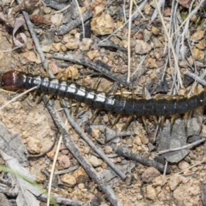 Cormocephalus sp.(genus) at Dunlop, ACT - 31 Oct 2019 10:02 AM