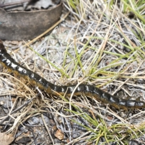 Cormocephalus sp.(genus) at Dunlop, ACT - 31 Oct 2019 10:02 AM