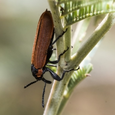Rhinotia haemoptera (Lycid-mimic belid weevil, Slender Red Weevil) at The Pinnacle - 31 Oct 2019 by AlisonMilton