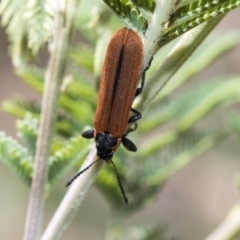 Rhinotia haemoptera at Holt, ACT - 31 Oct 2019