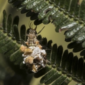 Chrysopidae (family) at Hawker, ACT - 31 Oct 2019