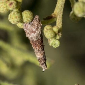 Conoeca or Lepidoscia (genera) IMMATURE at Hawker, ACT - 31 Oct 2019