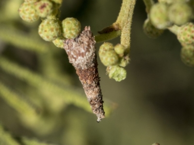 Conoeca or Lepidoscia (genera) IMMATURE (Unidentified Cone Case Moth larva, pupa, or case) at Hawker, ACT - 30 Oct 2019 by AlisonMilton