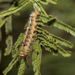 Acyphas semiochrea at Hawker, ACT - 31 Oct 2019