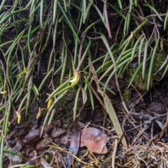 Dockrillia striolata at Wyanbene, NSW - 13 Oct 2019