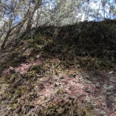 Dockrillia striolata at Wyanbene, NSW - 13 Oct 2019