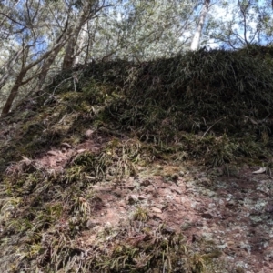 Dockrillia striolata at Wyanbene, NSW - 13 Oct 2019