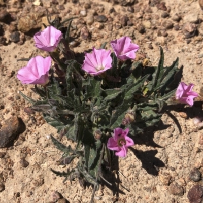 Convolvulus angustissimus subsp. angustissimus (Australian Bindweed) at Michelago, NSW - 19 Oct 2019 by Illilanga