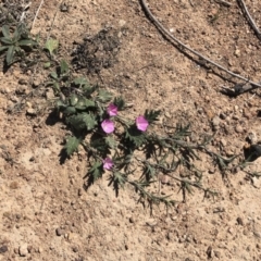 Convolvulus angustissimus subsp. angustissimus at Illilanga & Baroona - 19 Oct 2019 11:09 AM