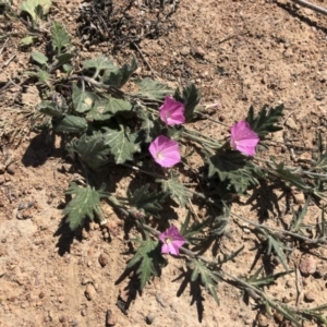 Convolvulus angustissimus subsp. angustissimus at Illilanga & Baroona - 19 Oct 2019 11:09 AM