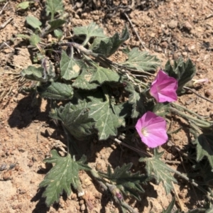 Convolvulus angustissimus subsp. angustissimus at Illilanga & Baroona - 19 Oct 2019