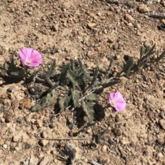 Convolvulus angustissimus subsp. angustissimus at Illilanga & Baroona - 19 Oct 2019