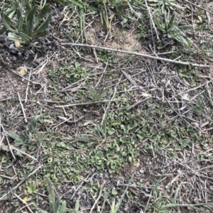 Dichondra sp. Inglewood (J.M.Dalby 86/93) Qld Herbarium at Michelago, NSW - 19 Oct 2019 01:07 PM