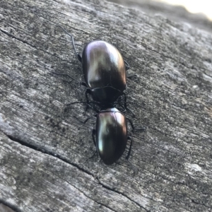 Chalcopteroides spectabilis at Michelago, NSW - 21 Oct 2019