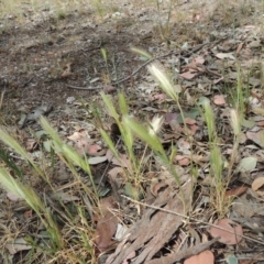 Hordeum leporinum (Barley Grass) at Lanyon - northern section - 26 Oct 2019 by michaelb