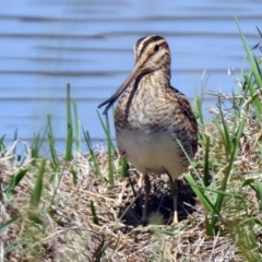 Gallinago hardwickii (Latham's Snipe) at Jerrabomberra Wetlands - 31 Oct 2019 by RodDeb