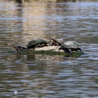 Chelodina longicollis (Eastern Long-necked Turtle) at Jerrabomberra Wetlands - 30 Oct 2019 by RodDeb
