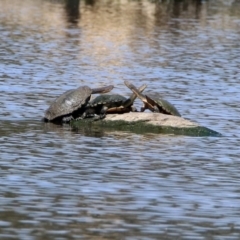 Chelodina longicollis at Fyshwick, ACT - 31 Oct 2019