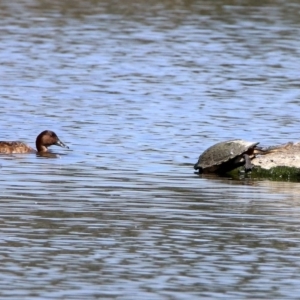 Chelodina longicollis at Fyshwick, ACT - 31 Oct 2019