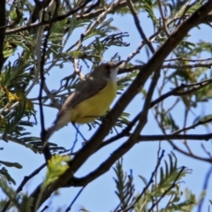 Gerygone olivacea (White-throated Gerygone) at Fyshwick, ACT - 31 Oct 2019 by RodDeb