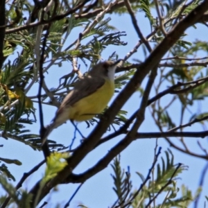 Gerygone olivacea at Fyshwick, ACT - 31 Oct 2019 01:15 PM