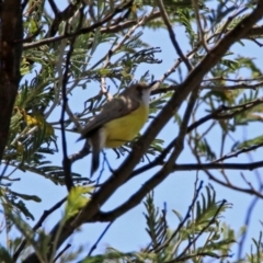 Gerygone olivacea at Fyshwick, ACT - 31 Oct 2019 01:15 PM