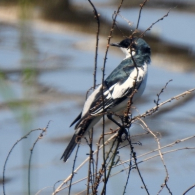 Lalage tricolor (White-winged Triller) at Fyshwick, ACT - 31 Oct 2019 by RodDeb